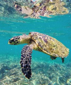 Черепаха на Шри-Ланке