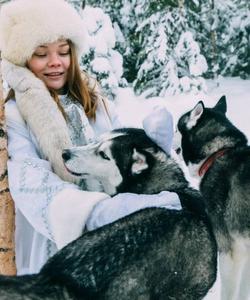 хаски в Вотчине Талвиукко