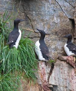 Наблюдение за дикими животными на Чукотке