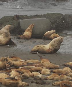 Лежбище на острове Беринга