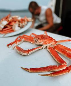 Крабовое сафари на Камчатке