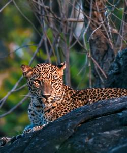 Национальный парк Яла