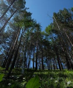 Природа Байкала