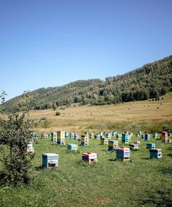 Алтайский мед