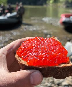 Лососевая рыбалка на Сахалине