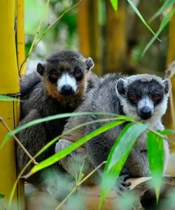 Лемуры на Мадагаскаре