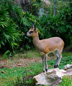 Сафари на острове Фукуок