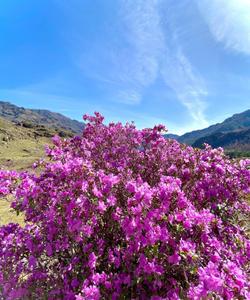 Цветение маральника