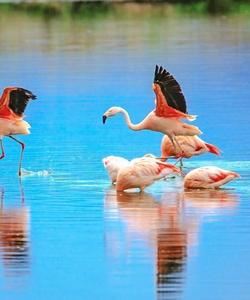 Фламинго