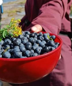 Карельская ягода