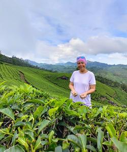 Чайные плантации в Индии