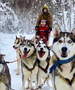 Собачья упряжка