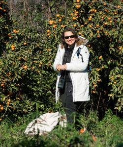 Мандарины в Абхазии