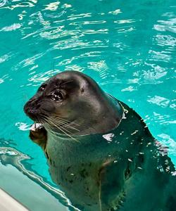 Байкальская нерпа