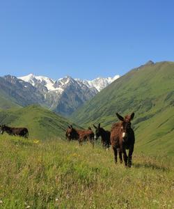 Северная Осетия