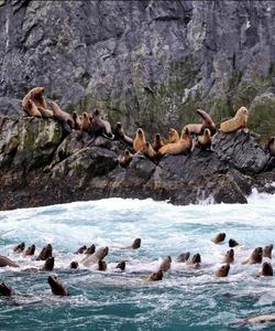 Лежбища сивучей