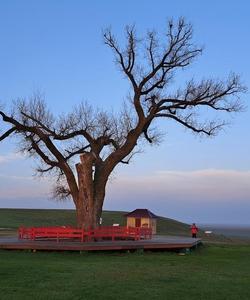 Одинокий тополь, Калмыкия