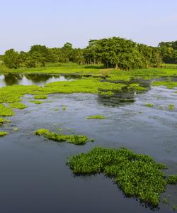 остров Маджули