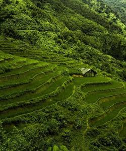 Рисовые террасы