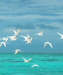 Индийский океан