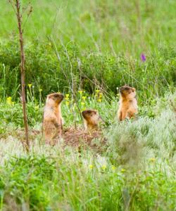 Сурки-байбаки