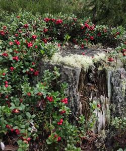 поход в Ленобласти