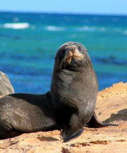 Морской котик в Канаде