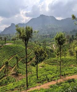 Чайные плантации