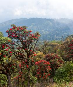 Рододендроновые заросли