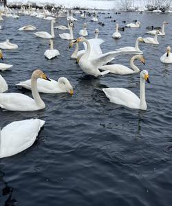 Лебединое озеро (Светлое)