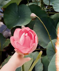 Цветение лотосов в Астрахани