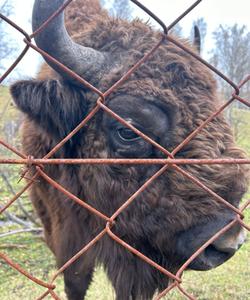 Зубровый питомник