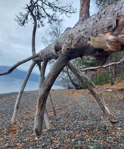 Поклонная сосна в Яйлю