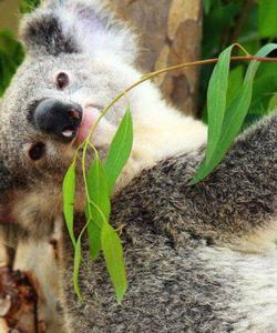 Коала в Австралия