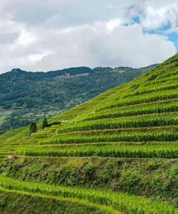 Рисовые террасы