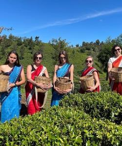 Чайные плантации 