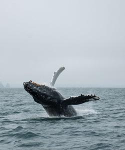 кит в Баренцевом море