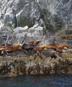 Лежбище сивучей, Курилы
