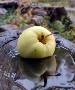 Яйлю. Заповедник Телецкого озера
