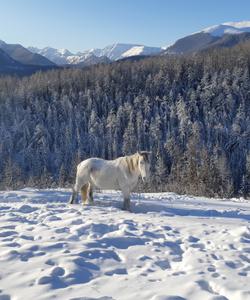 Зимний пейзаж