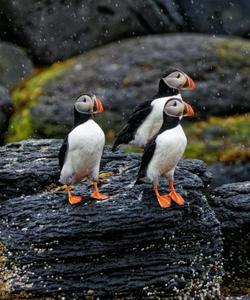 Тупики на Шантарских островах