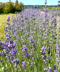 Лавандовая плантация в Нижегородской области