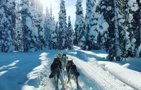 Питомник хаски