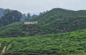 Чайные плантации Cameron Valley в Малайзии