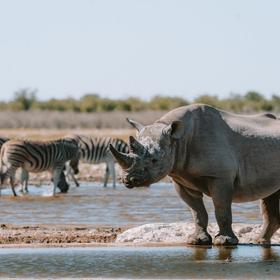 Национальный парк Этоша
