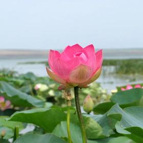 Лотосовые поля в Краснодарском крае