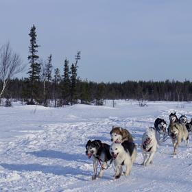 Катание на собачьих упряжках «Лесная Елань»
