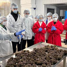 Экскурсия на производство морских ежей