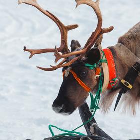 Северный олень