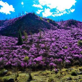 Цветение маральника